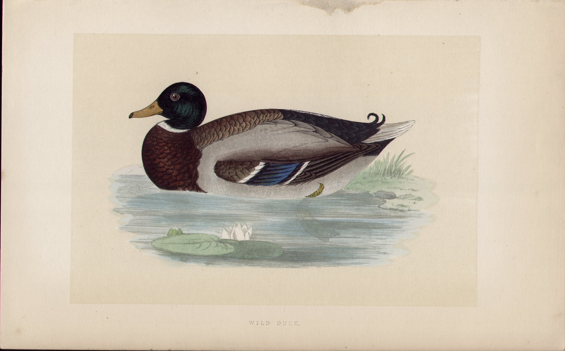 Wood - Wild Duck - Fawcett